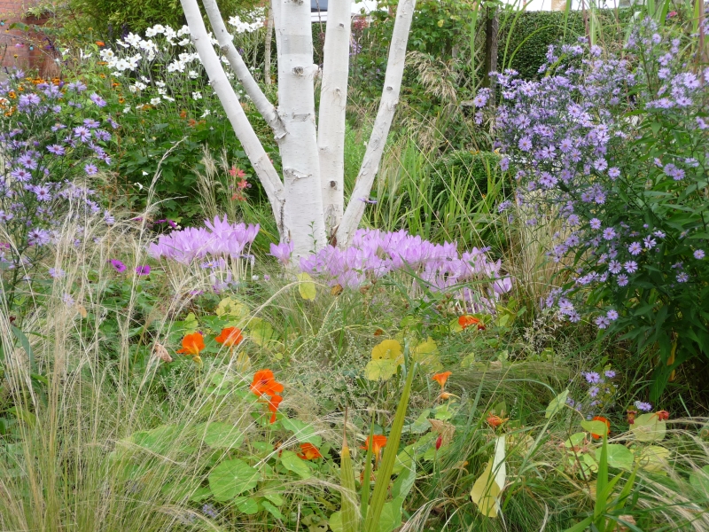 Adrian Walsh Belfast Garden